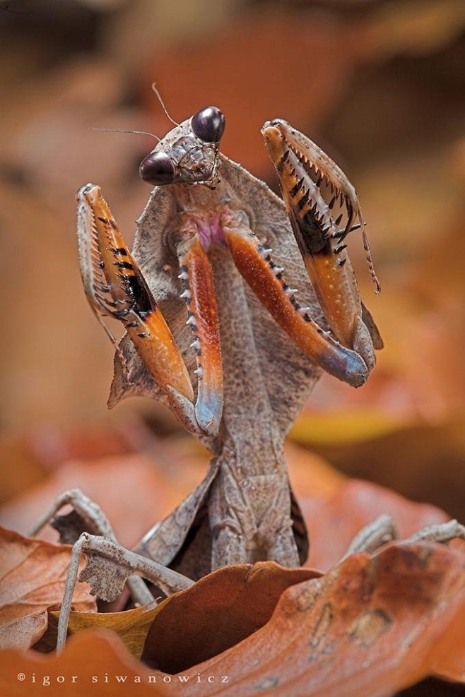 Malaysian Dead Leaf ...