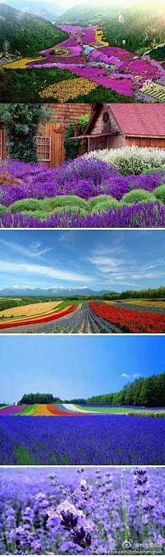 #美景#澳洲四大最美薰衣草农场——震撼的紫色美。这才是把紫色全用光了的地方吧！