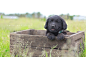 Photograph Puppy Smiles by Julie Saraceno on 500px