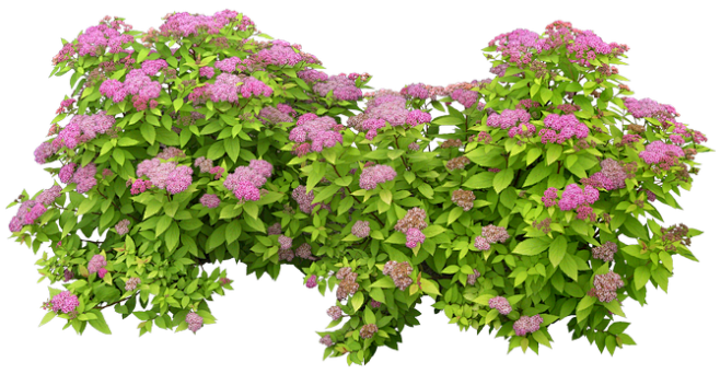 #草类# #植物PNG# #PNG素材# #绿叶# #藤蔓# #叶子PNG# #花朵# #薰衣草# #玫瑰# #花PNG#