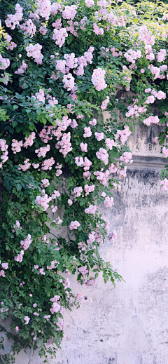 ~一抹新绿~采集到花花世界