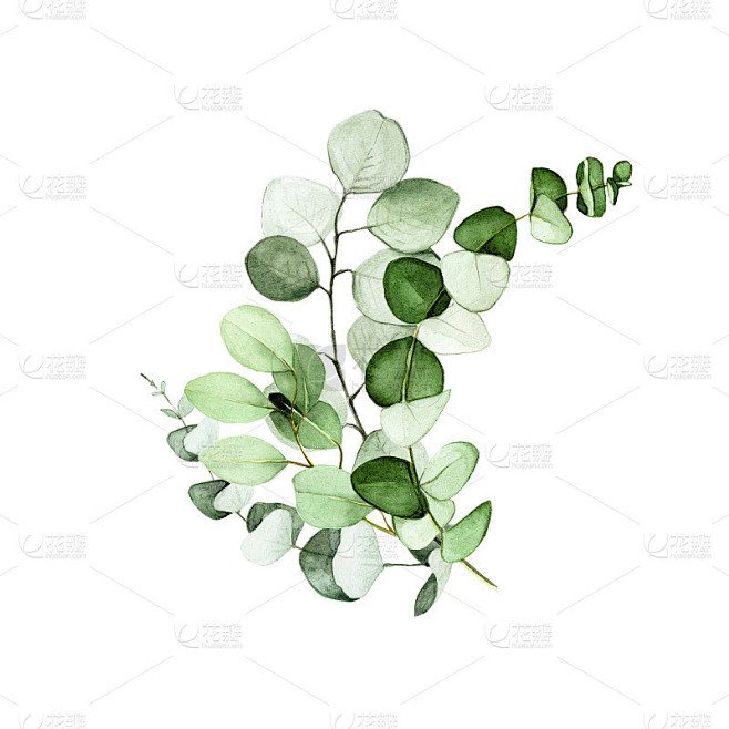 水彩画，桉树叶的花束。桉树叶和枝的花排列...
