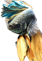 Awe-inspiring fish portraits by Visarute Angkatavanich | Inspiration Grid | Design Inspiration