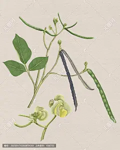 绿豆 绿豆荚 绿豆花 绿豆植株 绿豆手绘 绿豆插画 青小豆