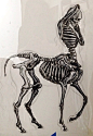 From: http://rebloggy.com/post/my-art-college-skeleton-anatomy-wip-centaur-famous-lime-centaur-anatomy-centaur/83263488493