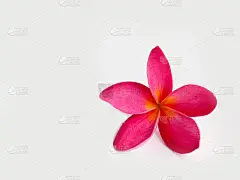 鸡蛋花花