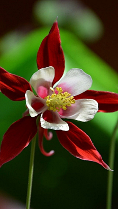 Amaranth2003采集到耧斗菜 Aquilegia