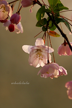 谁说非得起名字采集到花花花花