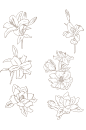 手绘线描线稿花朵元素