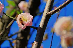 全部尺寸 | 尋蜜．尋覓 | Flickr - 相片分享！