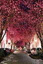  德国、Bonn街道、德国波恩的樱花隧道 每年春季, 德国波恩的这条街道就会变成让人陶醉的樱花隧道。