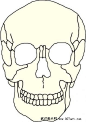 张标准的骷髅头的速写稿，只要画准类似下图的轮廓，形不成问题的：先看图：
