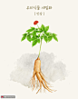 滋补人参 名贵药材 手绘植物 植物插图插画设计PSD植物花卉素材下载-优图-UPPSD