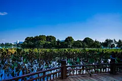 2016-11-04南京玄武湖—金陵盆景园（一）