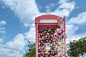 粉红色的电话亭上撒满鲜花，蓝天白云。