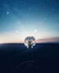 Shallow Focus Photography Of Dandelion Flower