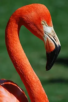 火烈鸟图片下载