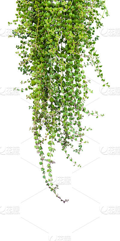 青叶如画采集到植物