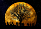 树, 卡尔, 月亮, 人类, 集团, 剪影, 背景