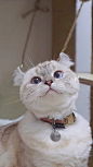 猫咪