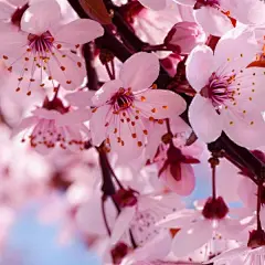 好看的粉红色鲜花唯美壁纸 小清新桌面壁纸3