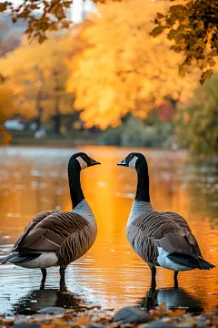 大雁迁徙鸟类摄影图