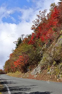 秋道龟森森林路(高知县UFO线)