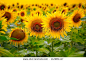 Sunflowers - stock photo