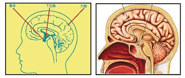 人体八大腺体之脑垂体和松果体