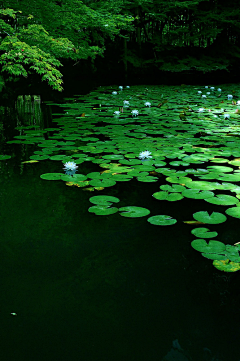 3Rain采集到植物场景