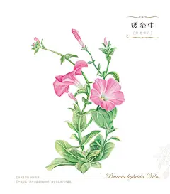 飞乐鸟 花之绘Ⅳ 花之绘4系列收官之作 绽放色铅笔下别样风情 色铅笔手绘入门书 插画教程书籍 美术教材 彩色铅笔飞乐鸟工作室-tmall.com天猫