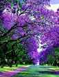 Jacaranda Street, Sydney, Australia >>>