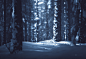 Ethereal Silence : Ethereal silence captured in photos of finnish forests and trees.