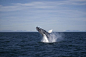 Year round whale watching tours from Reykjavik Iceland