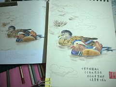 倩倩的流氓猫采集到飞乐鸟寻找活动第五期作业——失忆猫猫