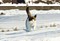 Daily sketch, Shin jong hun : baby cat

My other job sites 
https://www.instagram.com/s_jonghun/ 
https://www.pinterest.co.kr/jonghunshin355/