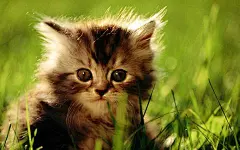 动漫萌猫壁纸的搜索结果_百度图片搜索