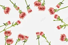 手绘康乃馨花朵插图母亲节插画高清素材 网页 设计图片 页面网页 平面电商 创意素材 png素材