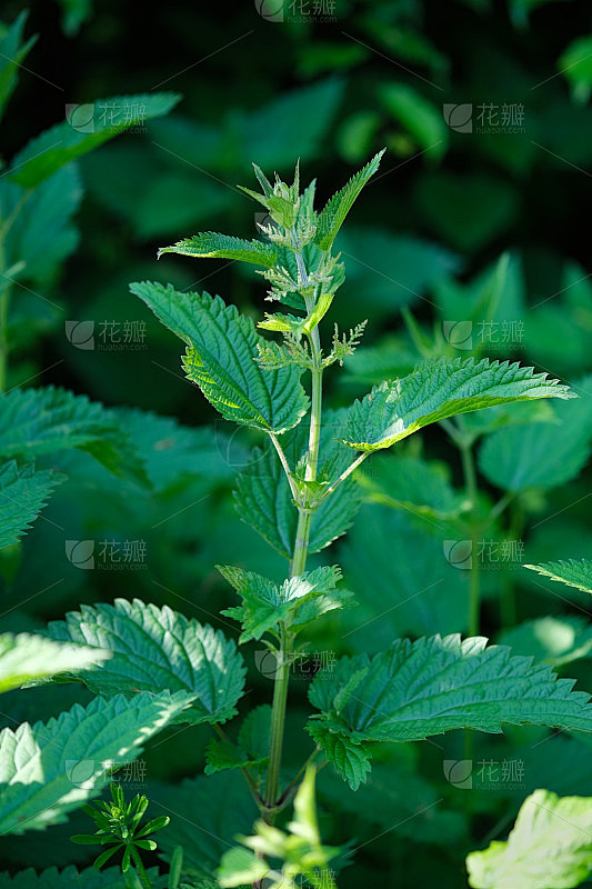 荨麻，通常被称为普通荨麻，或刺荨麻，或荨麻叶。荨麻的花。