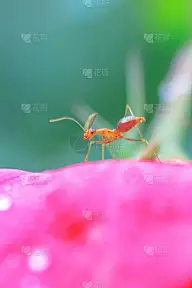 清晨，花瓣上的小红蚂蚁，背景模糊