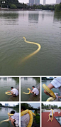 这事儿就发生在常州 照片里这人把他们家蛇放到放到湖里让它游了个泳  然后它游好之后就会到它主人身边了