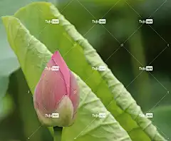 莲花 花壁纸 花 花卉背景 芽 美丽的花朵 粉红色的花 花瓣