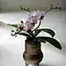CamelliaFairy