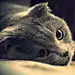 嗯吉猛