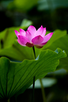 行悠采集到出水芙蓉