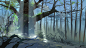 the-lost-woods.jpg (1200×675)