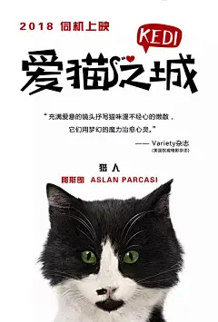 爱猫之城 Kedi 海报