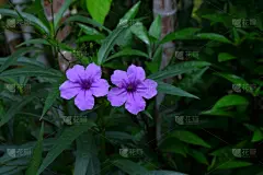 对称,清新,泰国,禅宗,春天,植物,夏天,户外,明信片,自然