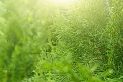 圣诞节和新年背景。大气植物图案与美丽的绿色柏树枝。用于图形设计，卡片。柏树(柏树)常绿乔木。