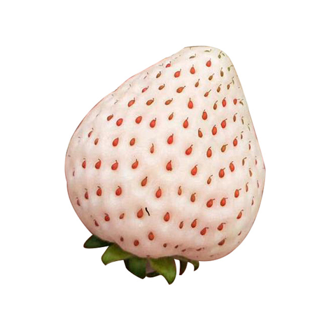 日本天使AE白草莓孕妇小孩水果草莓抖音网...